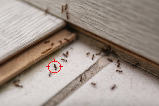 Best Flea Control Services  in Greenfield, IN